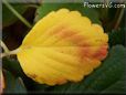 yellow red strawberry leaf