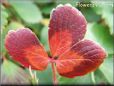 red maroon strawberry leaf
