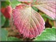 maroon strawberry leaf