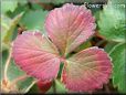 maroon strawberry leaf