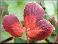 red strawberry leaf pictures