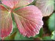 maroon strawberry leaf