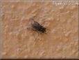 fruit flies