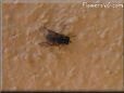 fruit fly