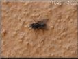 fly picture