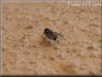 flies