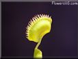 venus fly trap  picture