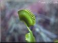 venus fly trap flower picture