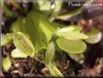venus fly trap flower picture