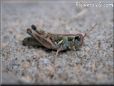 grasshopper picture