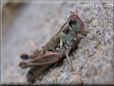 grasshopper picture