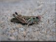 grasshopper picture