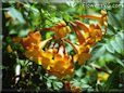 orange trumpet flower picture