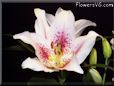 oriental lily flower picture