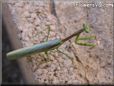 praying mantis images