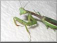 prayingmantis pictures