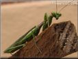 prayingmantis picture