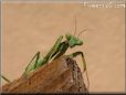 praying mantis picture