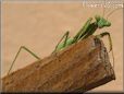 praying mantis picture