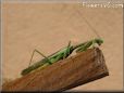 praying mantis picture