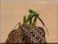 praying mantis picture