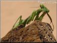 praying mantis picture