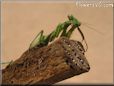 praying mantis picture
