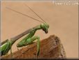 praying mantis picture