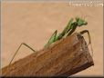 praying mantis picture