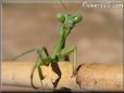 praying mantis picture