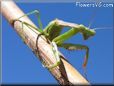 praying mantis picture