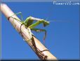 praying mantis picture