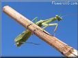 praying mantis picture
