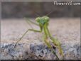 praying mantis picture