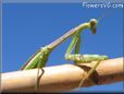 praying mantis picture