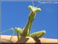 praying mantis picture