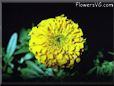 marigold flower picture