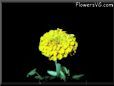 marigold flower picture