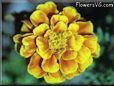 marigold flower picture