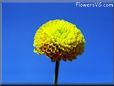 yellow marigold flower picture