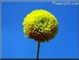 yellow marigold flower picture