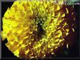 yellow marigold flower picture