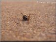 black orb spider
