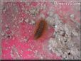orange hairy fuzzy caterpillar photo