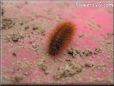 orange hairy fuzzy caterpillar photos