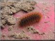 orange hairy fuzzy caterpillar pictures