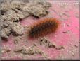 orange hairy fuzzy caterpillar wallpaper
