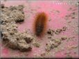 orange hairy fuzzy caterpillar picture
