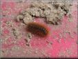 orange hairy fuzzy caterpillar picture