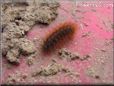 orange hairy fuzzy caterpillar picture